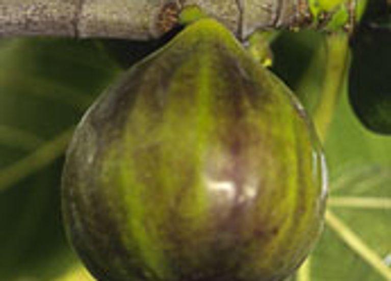 Ficus carica 'Dauphine'