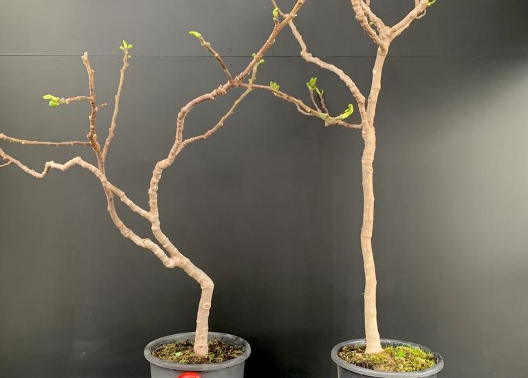 Ficus carica 'Sucre vert'