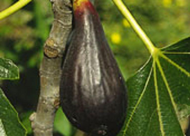 Ficus carica 'Abicou'