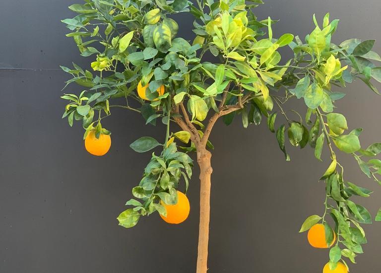 Citrus sinensis 'Navel'