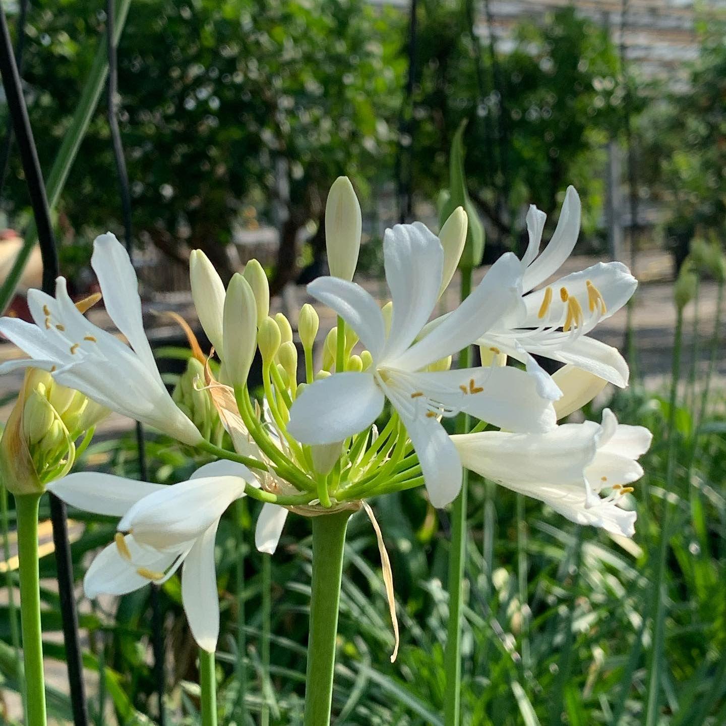 Agapanthus