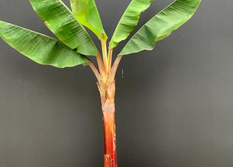 Musa acuminata 'Red Dacca'