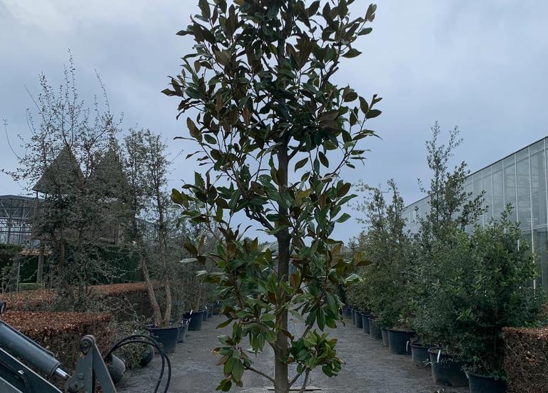 Magnolia grandiflora 'Galissonnière'