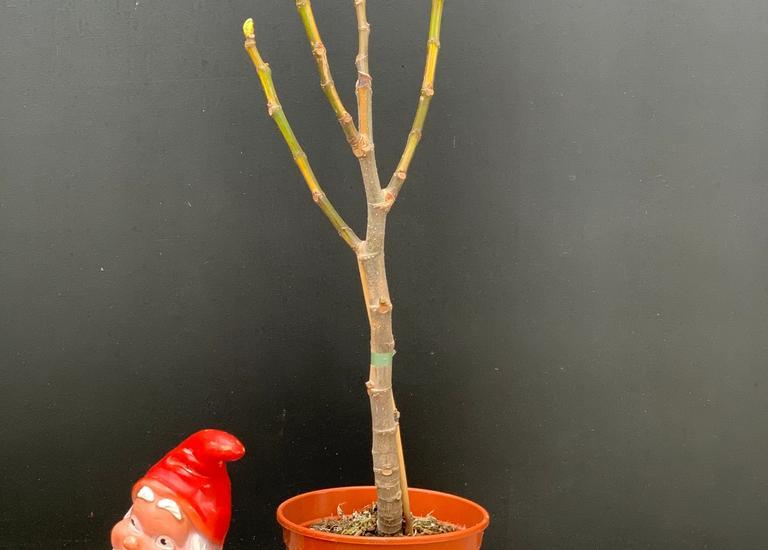 Ficus carica 'Panachée'